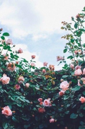 Check out this beautiful festival in Korea! Come May Gokseong is home to a gorgeous rose festival.