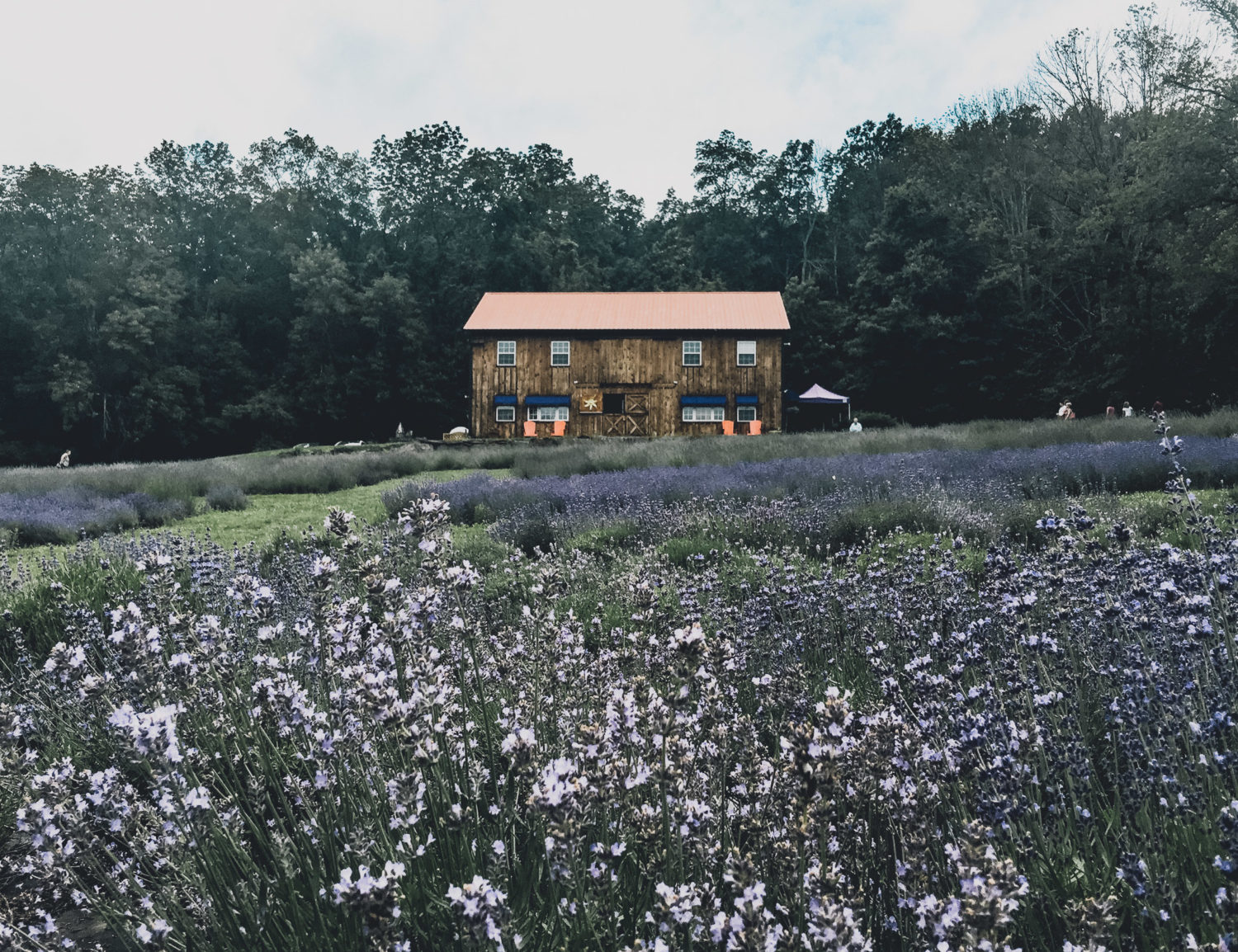 In my search for a lavender farm in Pennsylvania, I stumbled across Peace Valley Lavender Farm in Doylestown. Stop by for some lovely scenery and shopping.