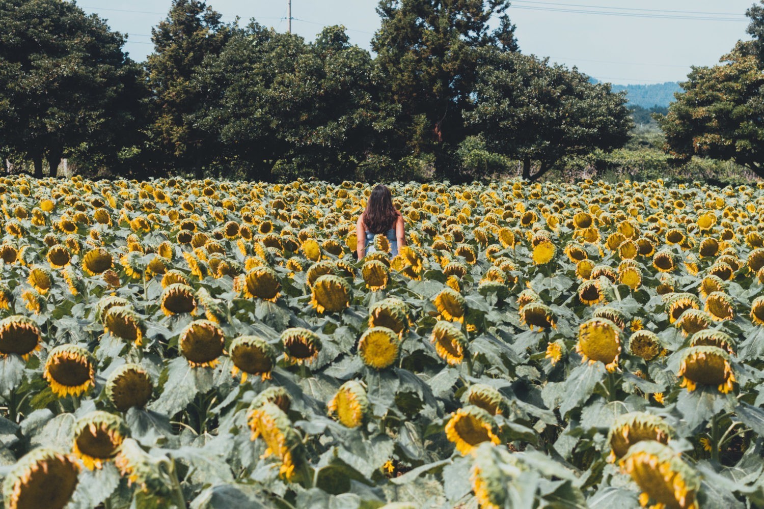 Kim Kyung Suk Sunflower Farm Things to Do in Jeju There She Goes Again