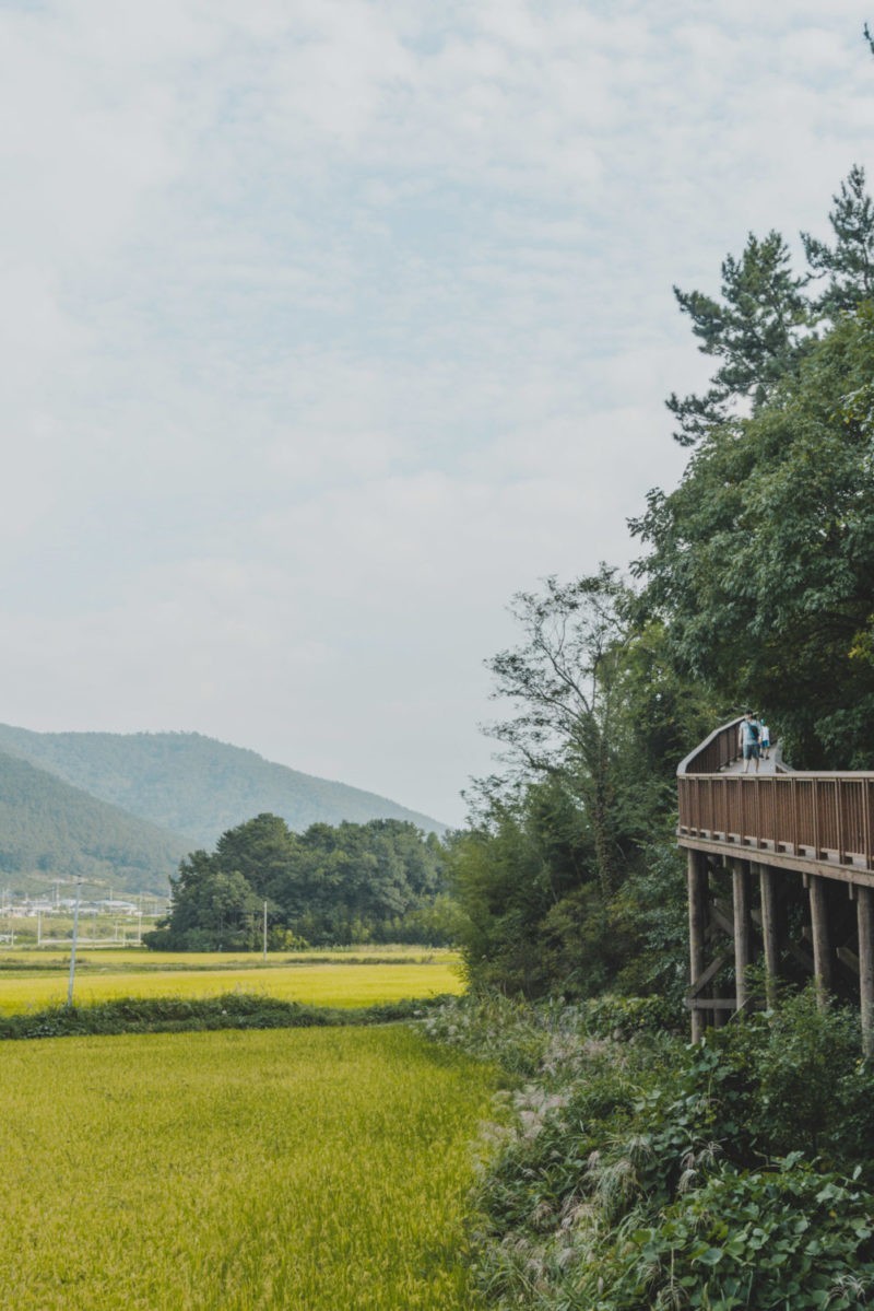 Suncheon Bay is one of Korea's best natural landmarks! Down in Jeollanamdo, here's how you can visit this beautiful wetland.