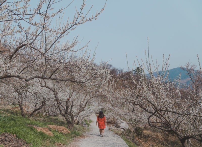 March 2018: Busan Birthdays + Engagement Shoots