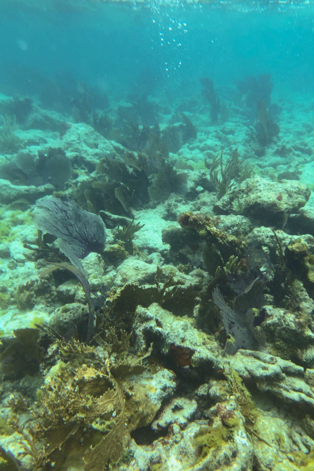 johnpennekampsnorkeling6 There She Goes Again